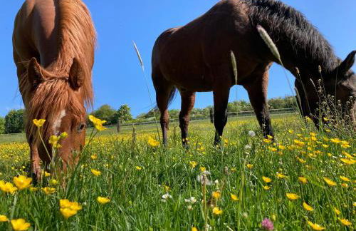 Schwabenhof Ferienwohnung I - Foto 12