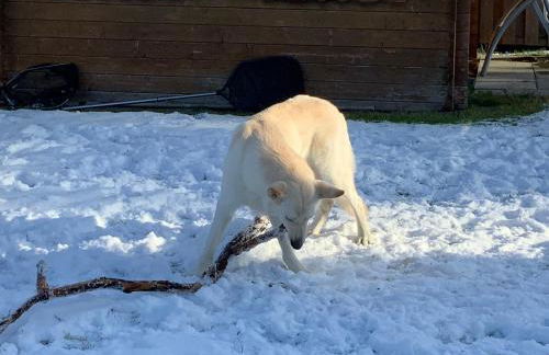 Ostfreesenhuus Vier Pfoten - Foto 38