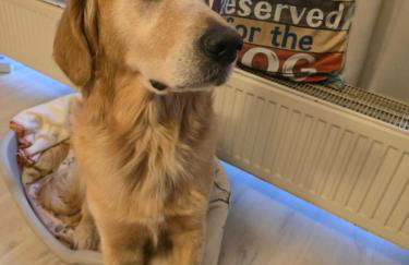 Ferienwohnung Fellnasen WG - Foto 37