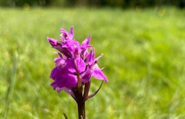 The Chalet by Hip Haus - Foto 5