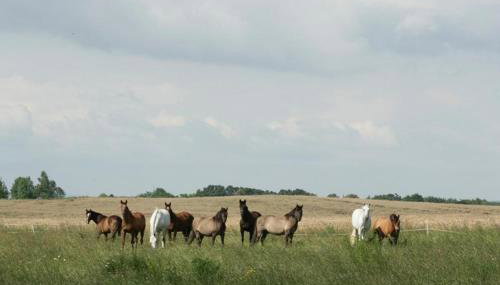 Ekoturystyka Nowina - Foto 2