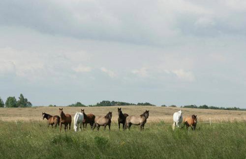 Ekoturystyka Nowina - Foto 2