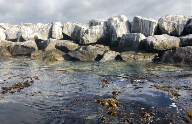 Passeio de barco com fundo de vidro por Long Beach - Foto 6