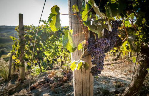 Villa Vinory - La Mandragola - Foto 23