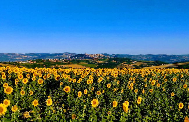 Il Focolare - Foto 17