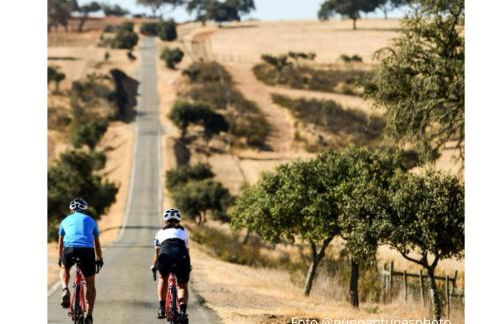 4Bs - Birds & Bicycles - Foto 30