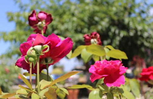 Fissas Rooms - Foto 59