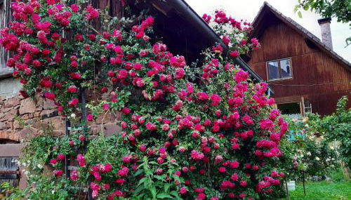 Rosenhof Broggingen - Foto 4