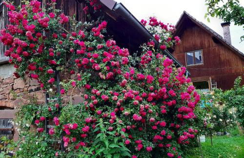 Rosenhof Broggingen - Foto 4