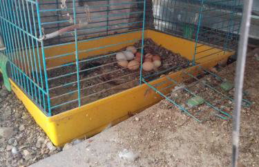 Το Μικρό Σπίτι στη Φάρμα! - Photo 16