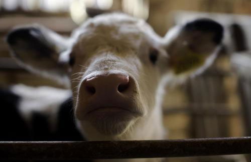 Rew Farm Country and Equestrian Accommodation - Sunset Lodge - Photo 34