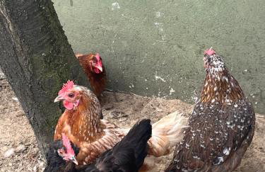 Studio pod Orzechem - Foto 22