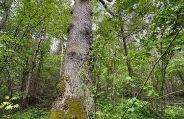 Dom Podróżnika -aktywne wakacje - Foto 8