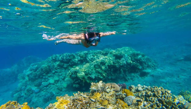 Fauna Coralina Snorkelling Activity - Foto 4