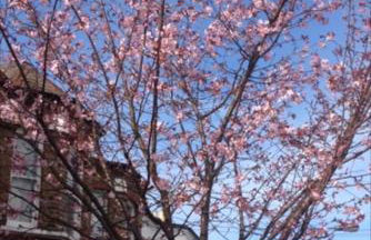 CHARMING ENGLISH STYLE STUDIO FLAT - Foto 2