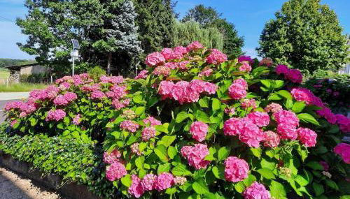 Ferienwohnung Kirschenknupp - Foto 4, Garden