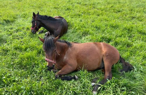 Gorczańskie Domki - Photo 35