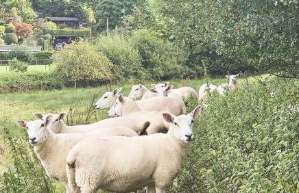 Abbey Cottages- Heron House - Foto 14