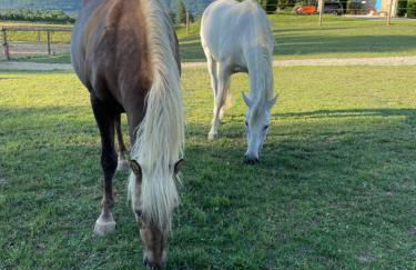 Mas de JANNE - Foto 16