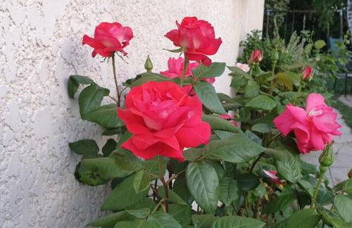 Demeure de charme paisible - Foto 39