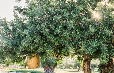 Conversas de Alpendre - Foto 32