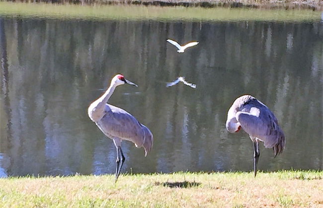 4636 5-bed Disney Area Pool Home, Cumbrian Lakes - Foto 39