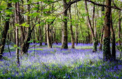 3 Bed in Gwennap oc-g30876 - Photo 44