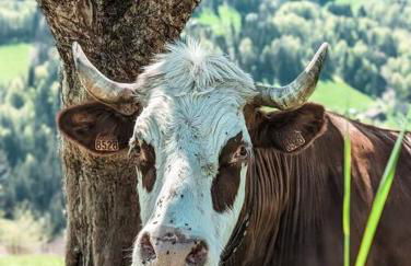 Appartement Manigod/La clusaz - Photo 25