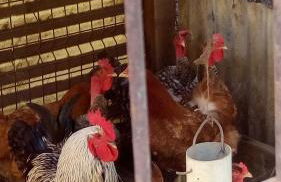 Casa reizinho - Foto 32