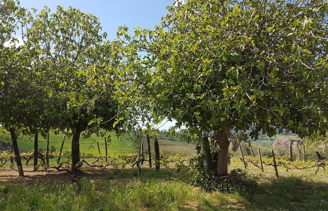 Agriturismo Il Giogo - Photo 38