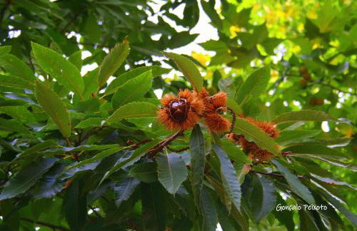 Casa Da Rocha - Foto 41