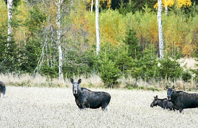 Holiday Home in Håcksvik - Photo 21
