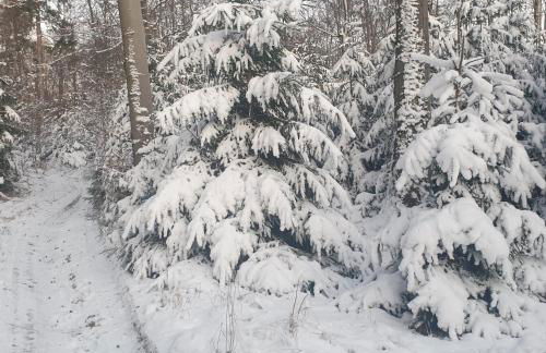 FeWo Winter in der Villa Waldrand mit zwei Balkonen - Foto 29