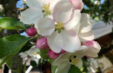 An der Stadtmauer Bürgel - Foto 15