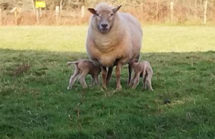 Gîte Lann Er Viline - Foto 57