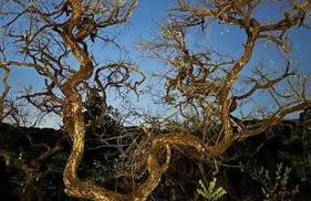 Cabanas da Mata - Cabana Flamboyant - Casa Branca - Foto 54