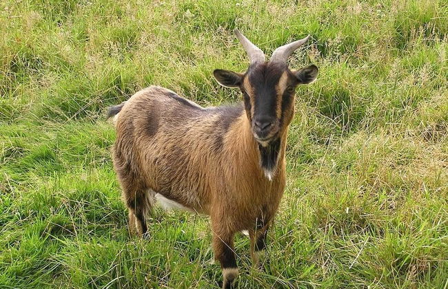 Cabane dans les Arbres - Tree House - Foto 23