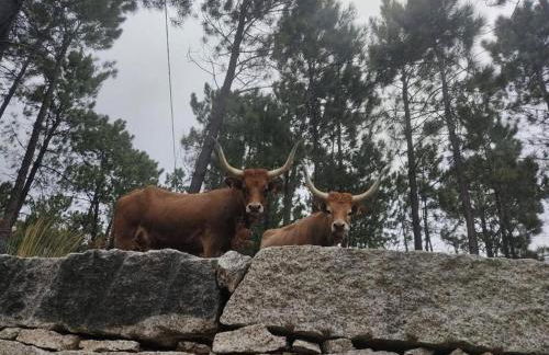 Casa do Corgo - Foto 28