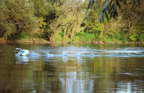 Zagreb, Kuća za odmor Swan River Holiday House - Foto 59