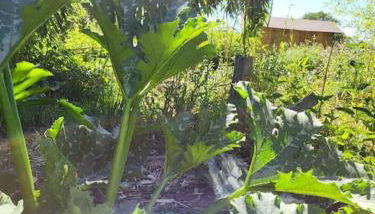 Etape à la campagne - Foto 5, Garden