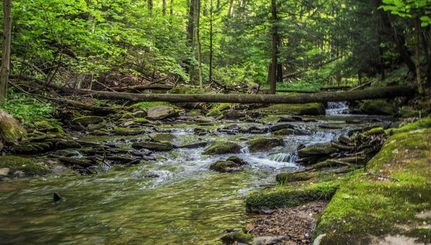 Bearbnb by Taylor Made Deep Creek - Foto 3, Servicios del alojamiento