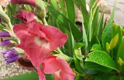 Apartments Jeličić - Foto 76