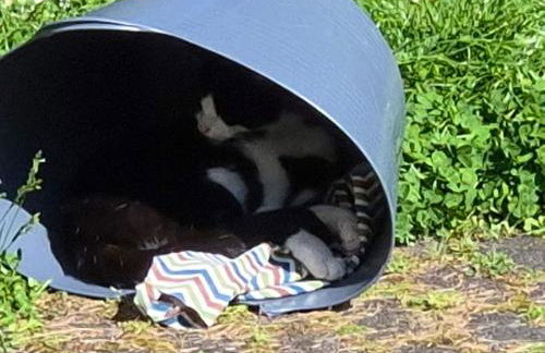 Naturnahes Wohnen in einem alten Haus mit Garten - Foto 6