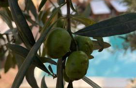 Villa Alecla - Sea Villa near Taormina - Foto 51