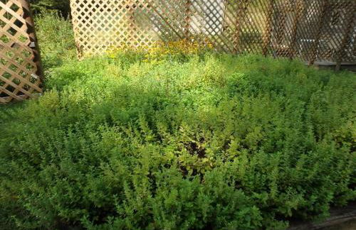 Nantahala Spiritual Retreat - Remote and Peaceful! - Foto 18