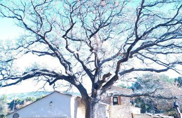 Sous un chêne bicentenaire - Foto 20