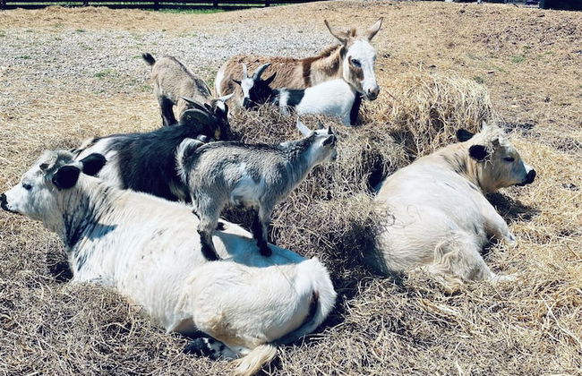 Circle T Mini Farms - Foto 13