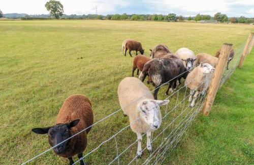 The Jenny Wrennery - Foto 16