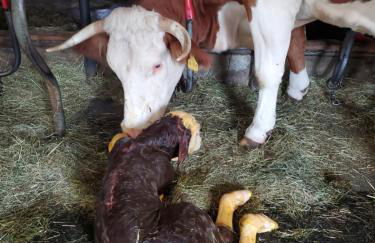 Biohof Dimper - HühnerNest - Foto 24