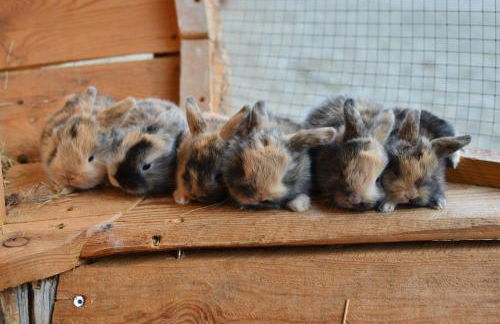 Apartments Oberpichlhof - Foto 14